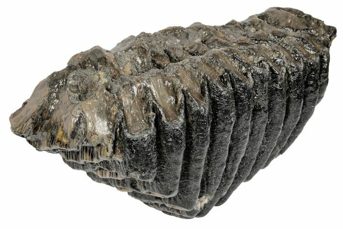 Southern Mammoth Upper M Molar - Hungary #200782